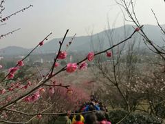 -香雪海
