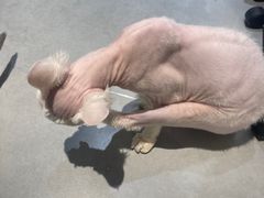 -琪喵猫屋·撸猫猫咖·猫舍