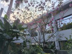 -宝生月子中心(独栋园林·福田店)