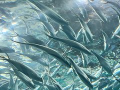 -上海海洋水族馆