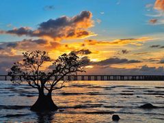 -宝安西湾红树林湿地公园