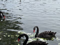 -五缘湾湿地公园