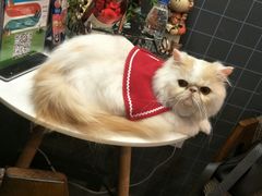 -十年猫舍·猫咪专门店(普陀店)