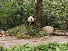 -中国大熊猫保护研究中心雅安碧峰峡基地