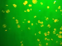 -福州罗源湾海洋世界旅游区