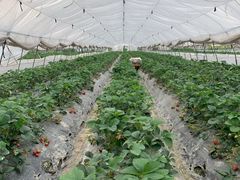 -小鱼草莓采摘园农家乐·小鱼餐厅