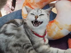 -绒爪撸猫下午茶·猫咖