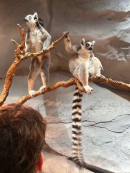 -Zoolung Zoolung动物主题公园(海信广场店)