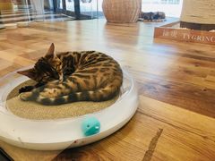 -袖虎·猫馆(体育西路店)