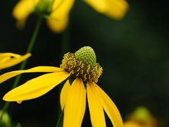 -光明小镇欢乐田园