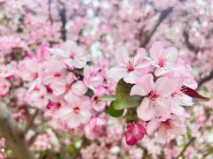 -海棠花溪(元大都城垣遗址公园)