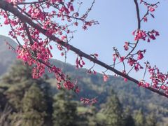 -杨家堂村