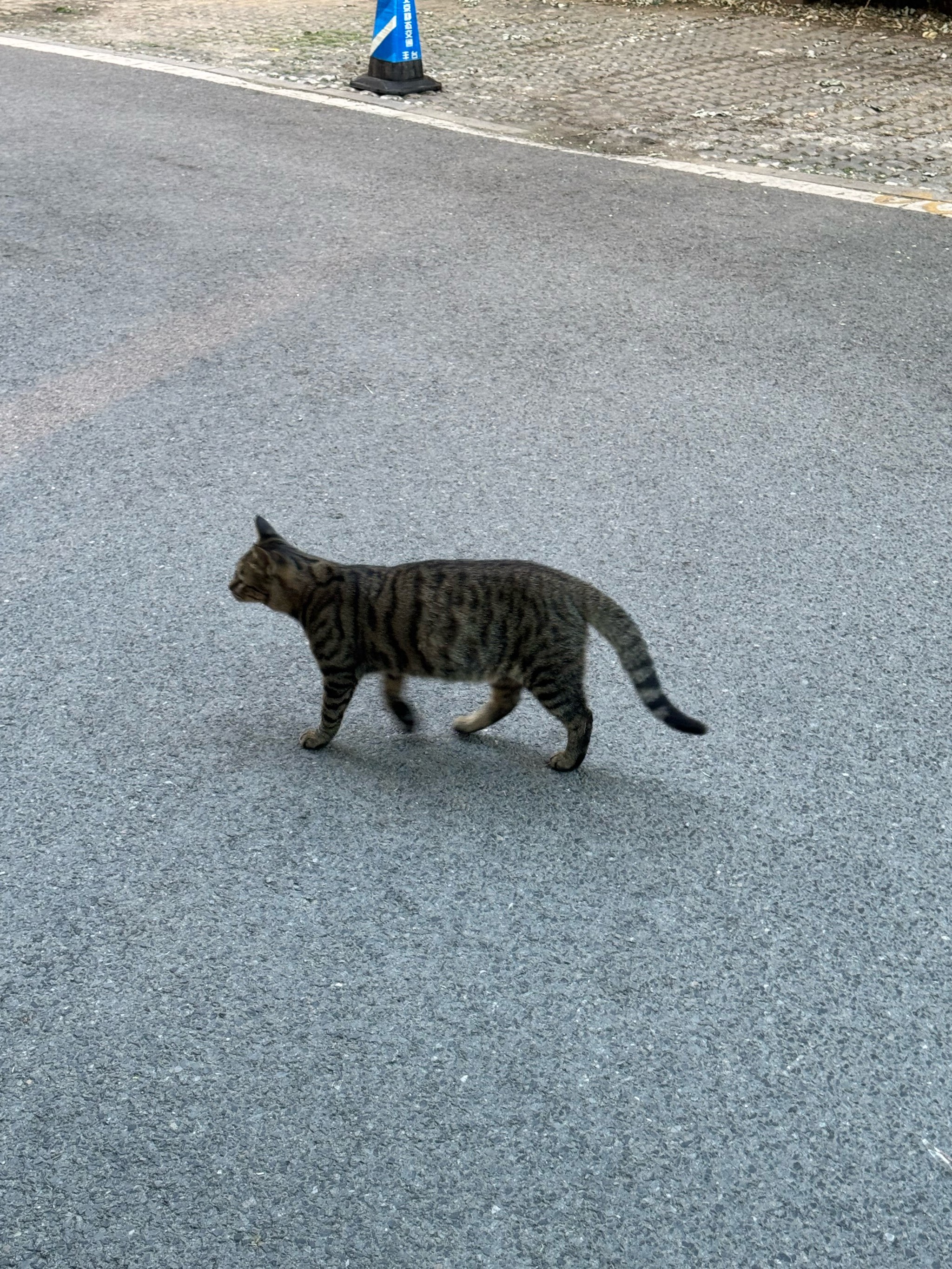 猫咪 霸气走路图片