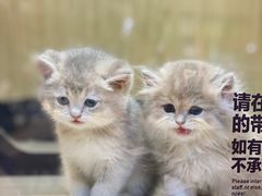 -屋虎猫馆(宝安大仟里店)