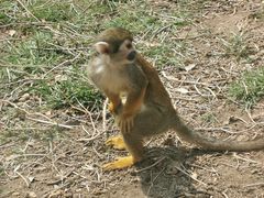 -大连森林动物园