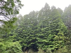 -山王坪喀斯特国家生态公园