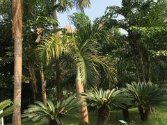 -金山植物公园
