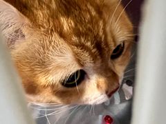 -天使宠物医院·犬猫分诊(彩虹店)