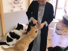 -MOYOYO猫咪咖啡店