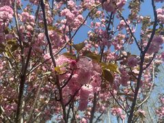 -合肥滨湖国家森林公园