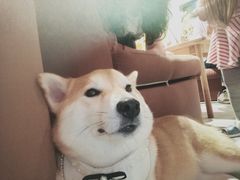 -柴务处·柴犬主题狗咖