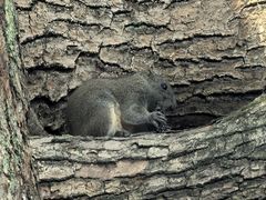 -杭州张苍水先生祠