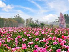 -亚龙湾国际玫瑰谷