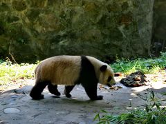 -都江堰中华大熊猫苑