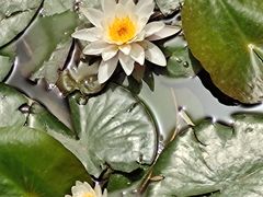 -莲花池公园