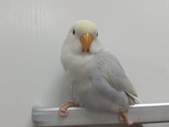 -瑞派·关忠动物医院·异宠专科·犬猫肿瘤·皮肤专科(望京店)