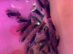 -华声天桥民俗文化园