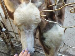 -清迈夜间动物园