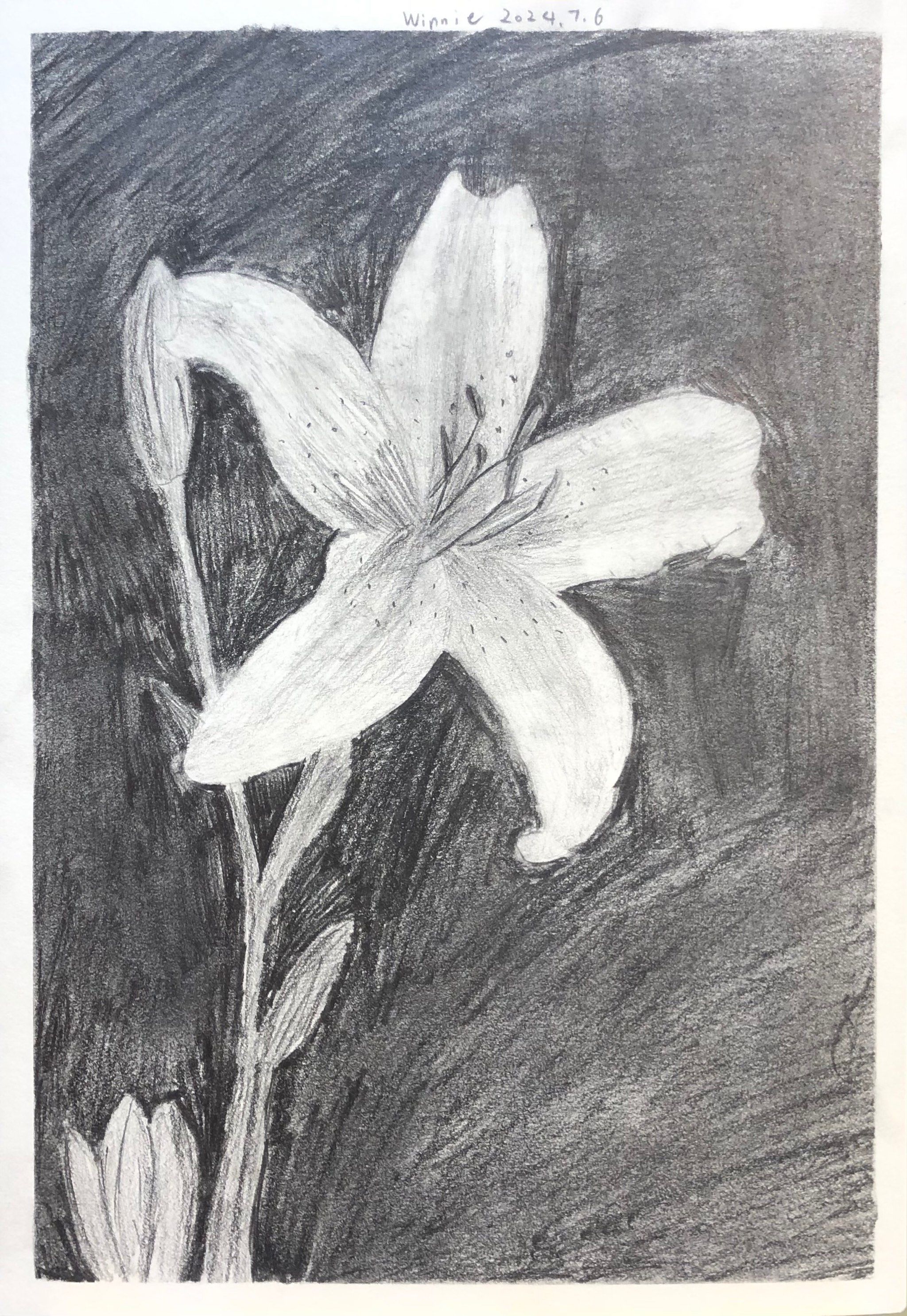 素描黑白灰-百合