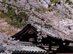 -醍醐寺