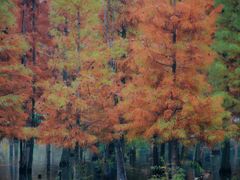 -白鹭湾湿地公园