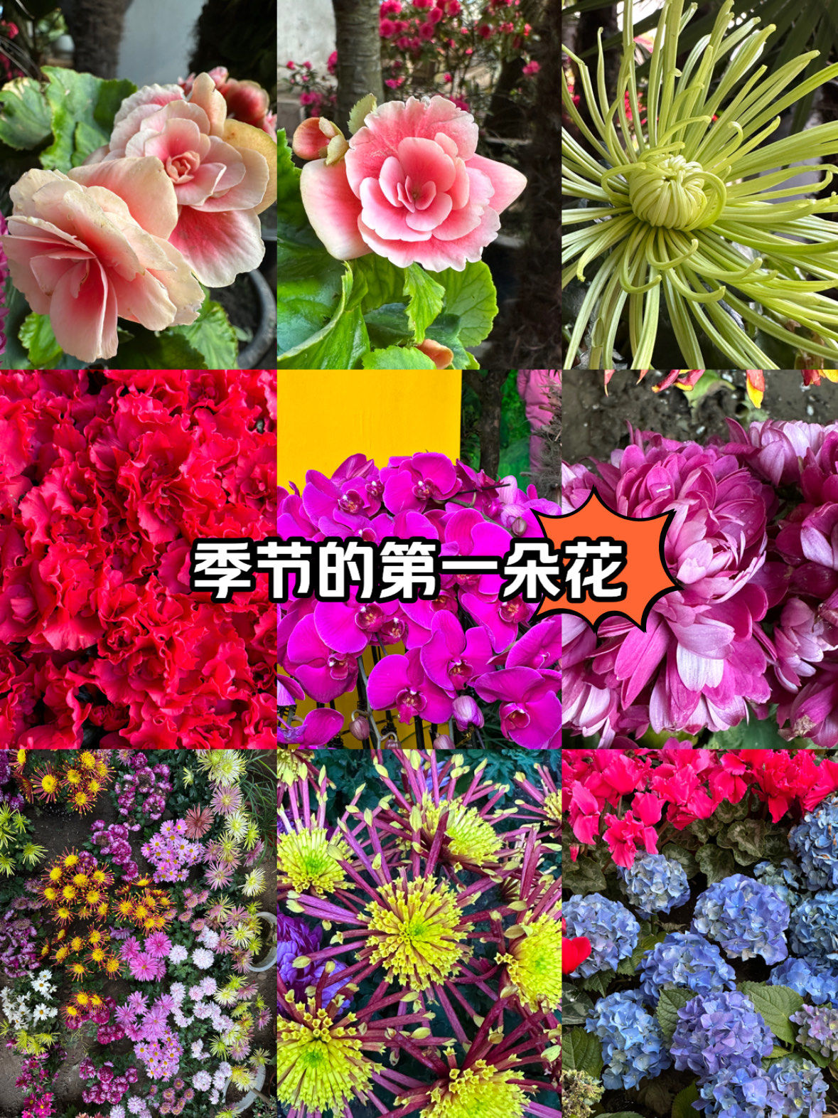吉林江南公园花展