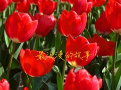 -成都市文化公园