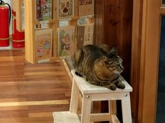 -猫的天空之城概念书店(杭州南宋御街店)