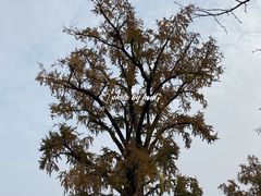 -千年银杏谷文化旅游区