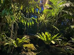 -绿光森林餐厅