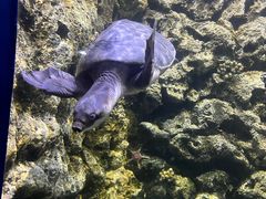 -欢乐海岸海洋奇梦馆