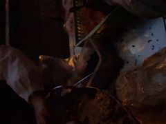 -六广门毛阿姨糯米饭