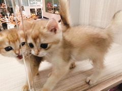 -飞行喵MR PILOT|猫舍·猫咖(静安大融城店)