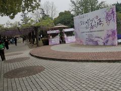 -嘉定紫藤园