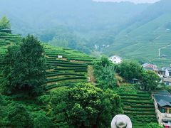 -十八棵（老龙井）御茶园(老龙井店)