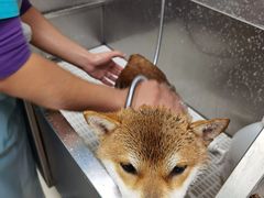 -北京观赏动物医院·24小时大型综合·猫专科·异宠专科