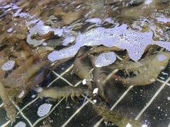 -聚盛源蒸汽海鲜火锅烤肉自助(巨川金海岸购物广场店)
