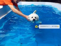 -翊宠yipet猫狗购宠庄园犬舍•猫舍