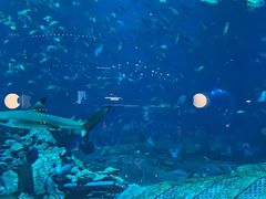 -亚特兰蒂斯•OSSIANO奥西亚诺海底餐厅