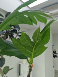-HEYAN荷妍专业脱毛连锁机构